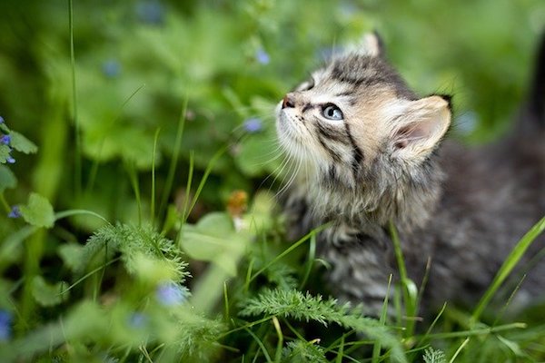gattino curioso