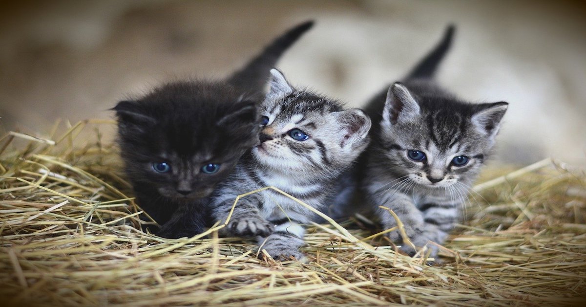 Gattino maschio o femmina? Ecco le differenze