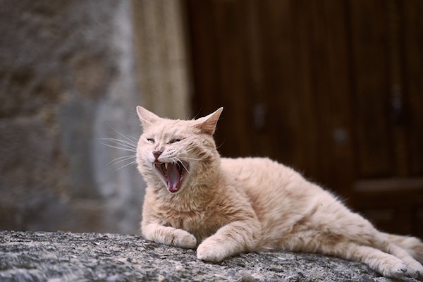 gatto mostra denti