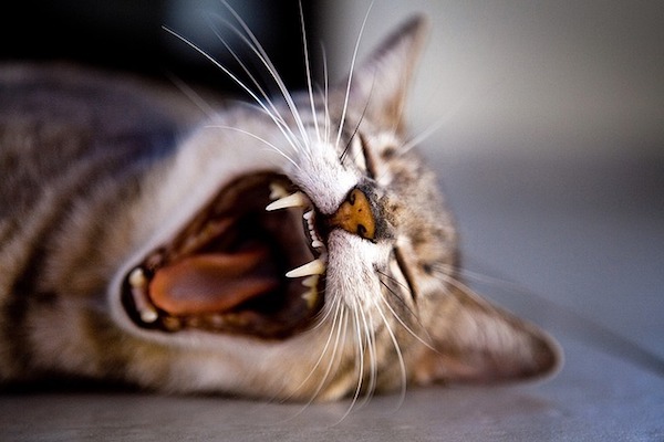 gatto adulto mostra denti
