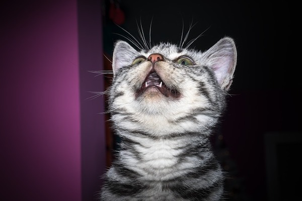 gattino bocca aperta