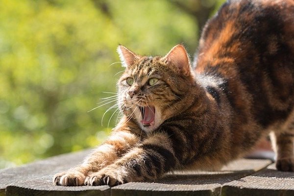 gatto si stiracchia e mostra denti