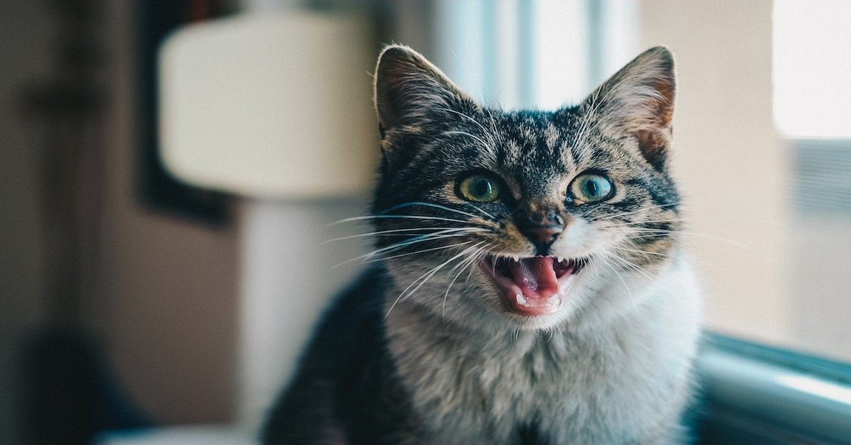 Il nostro gatto adulto perde denti? Vediamo perché