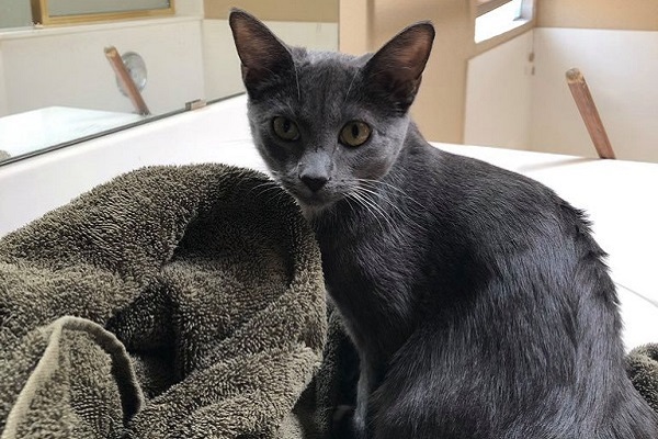 gatto grigio accanto ad asciugamano