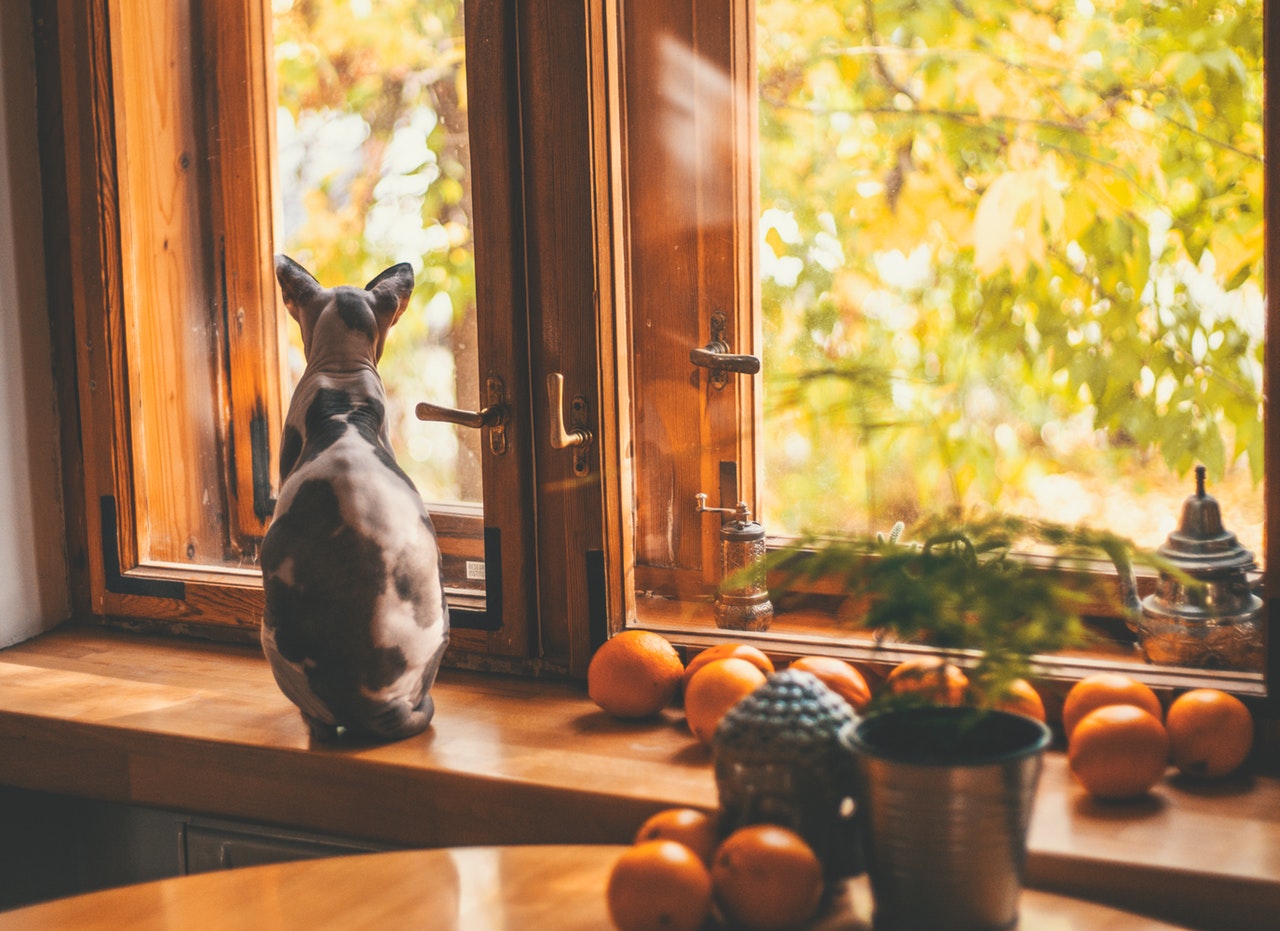 Gatto egiziano senza pelo: caratteristiche e foto dello Sphynx