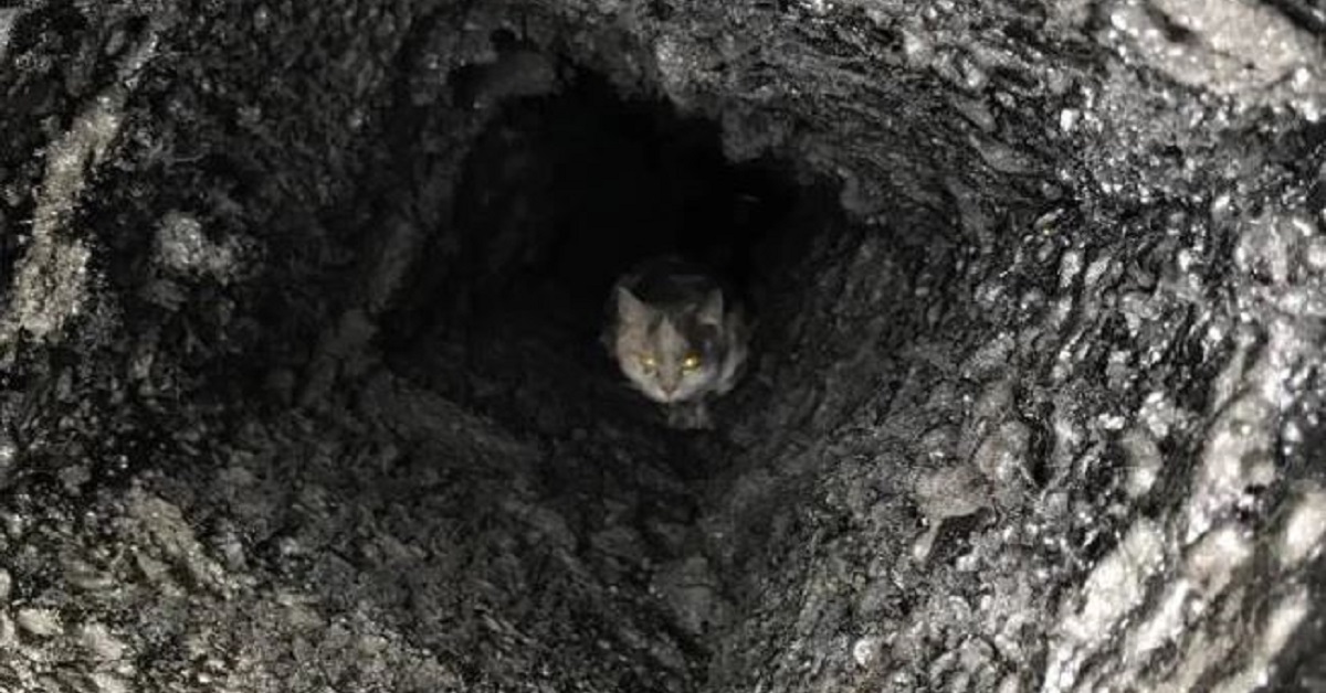 Gatto nel camino: i Vigili del Fuoco di Voghera lo salvano