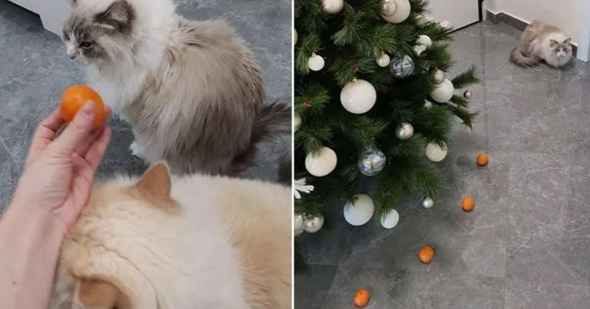 Gatto non può distruggere l’albero di Natale: è circondato da mandarini