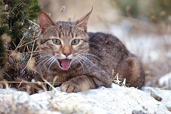 gatto selvatico tra le rocce