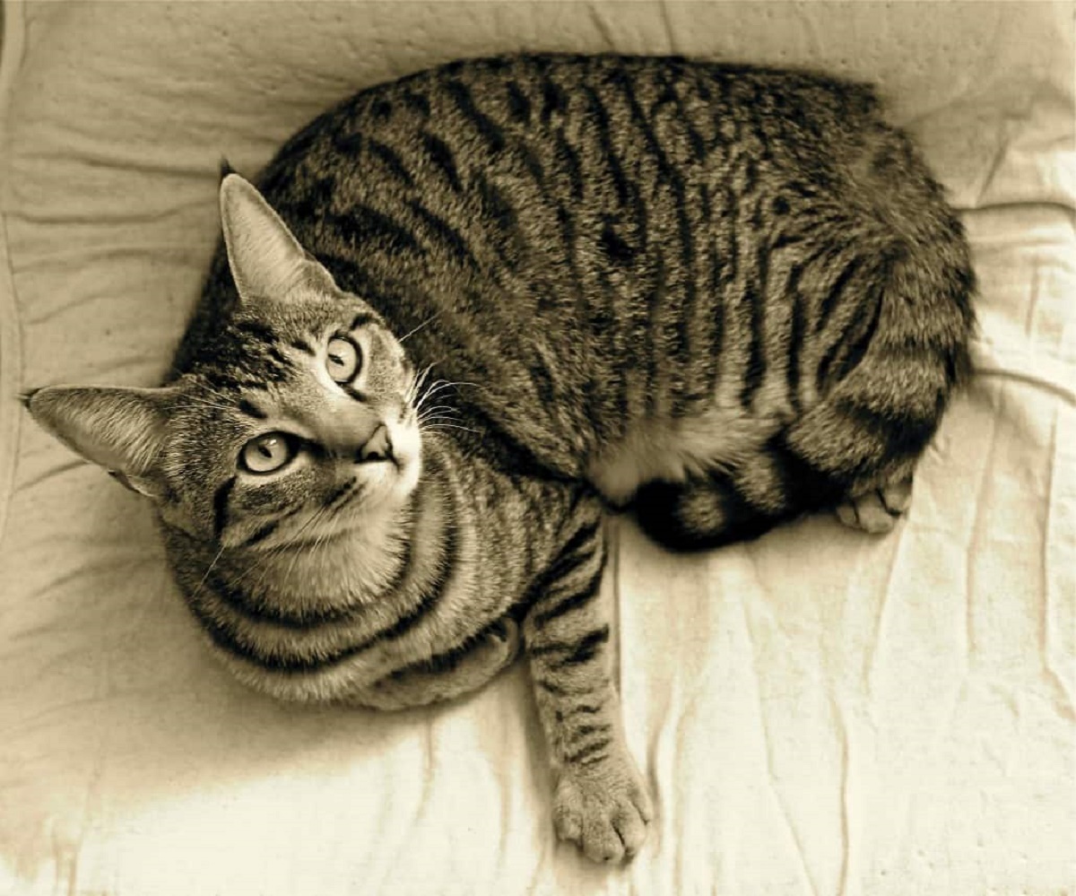 gatto soriano in bianco e nero