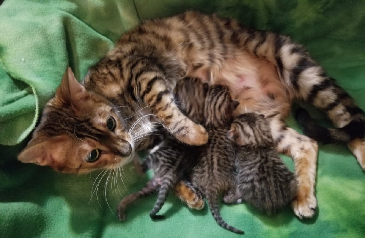 gatta toyger con cuccioli