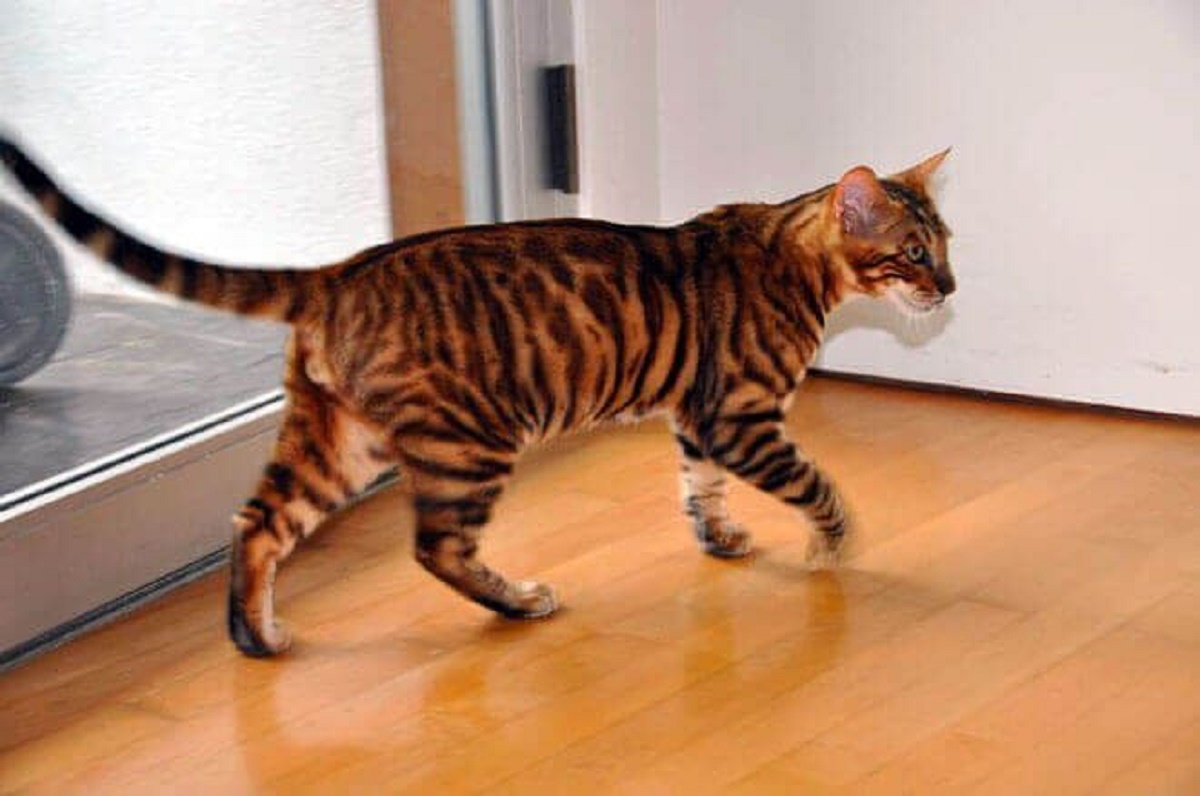 gatto toyger di profilo