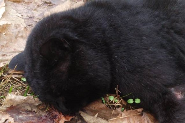 gatto ucciso con un colpo di spranga