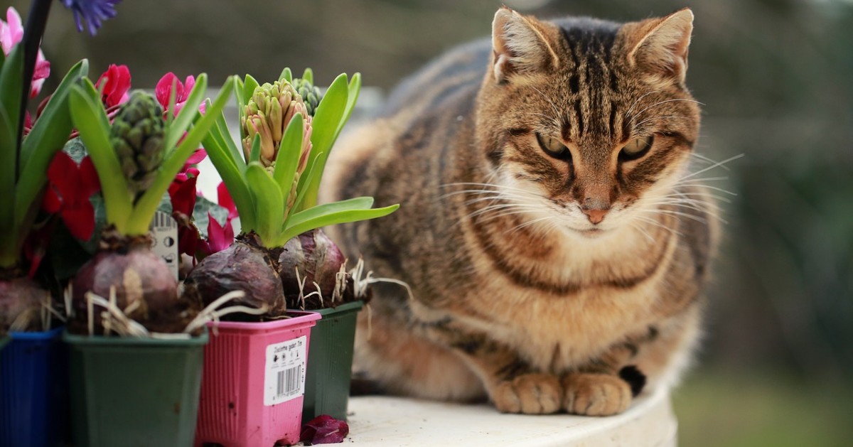 Perché i gatti buttano gli oggetti per terra