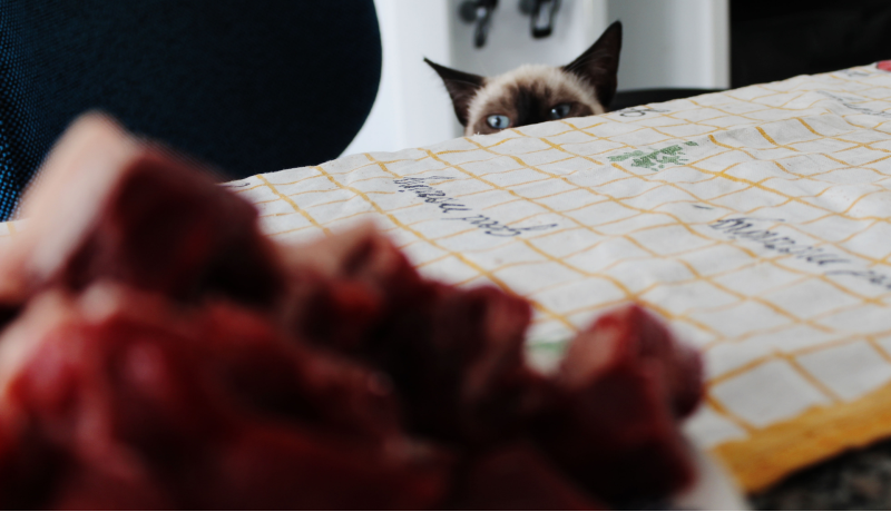 Gatto e carne