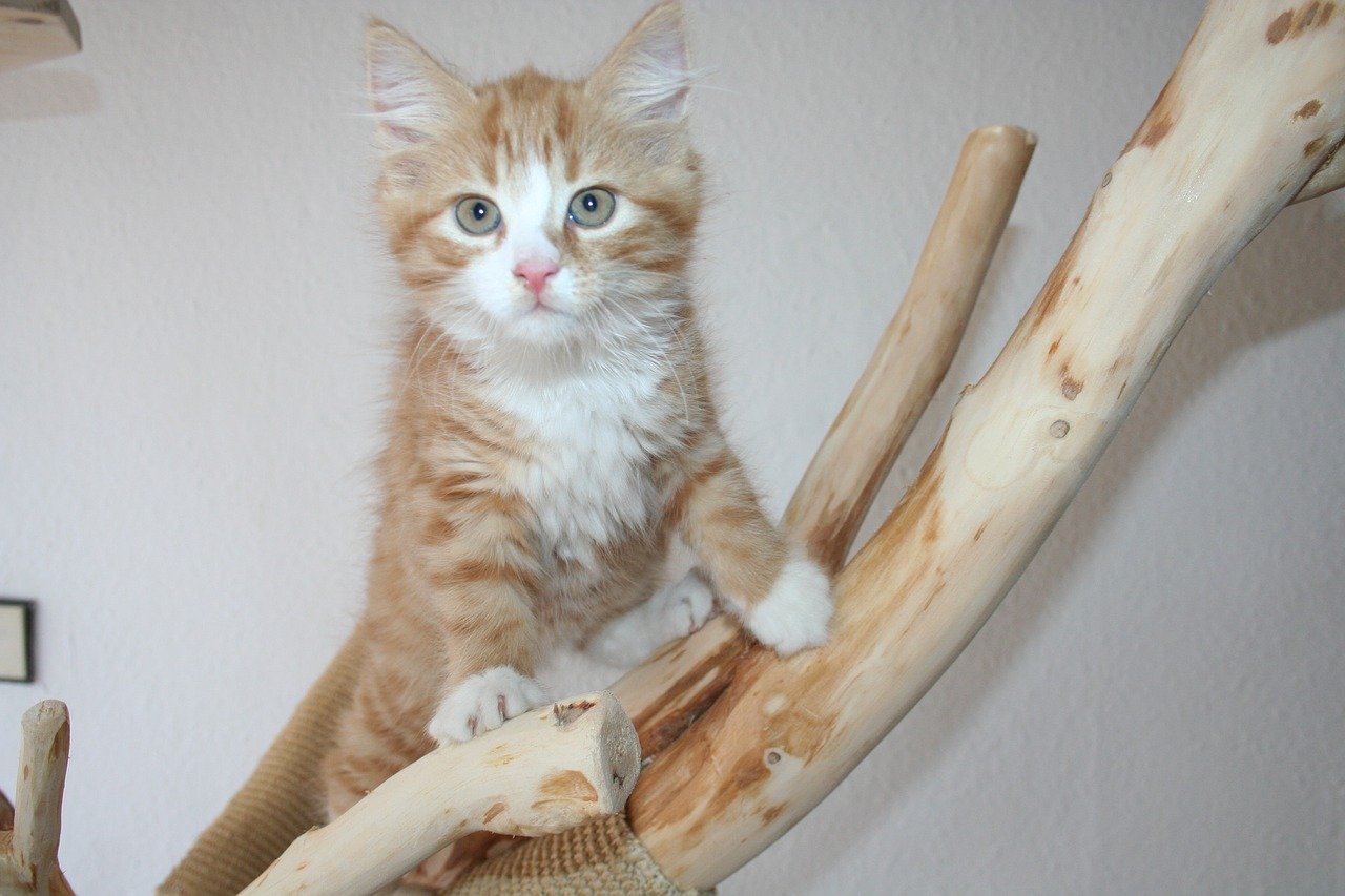 main-coon-