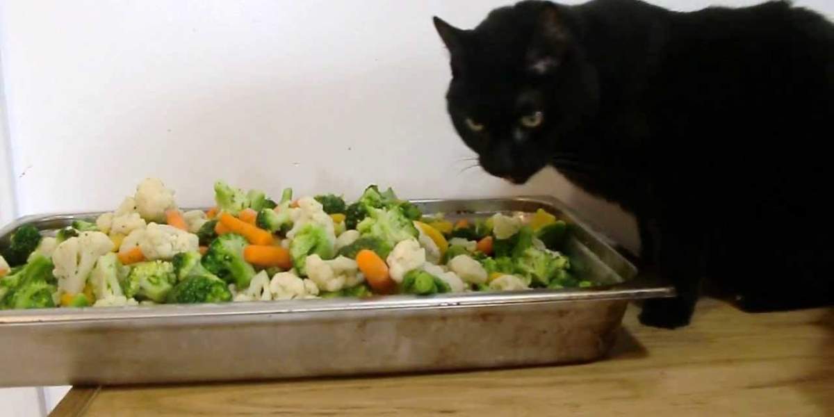 gatto nero con teglia di verdure