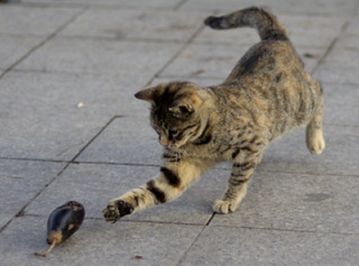 gatto gioca con melanzana