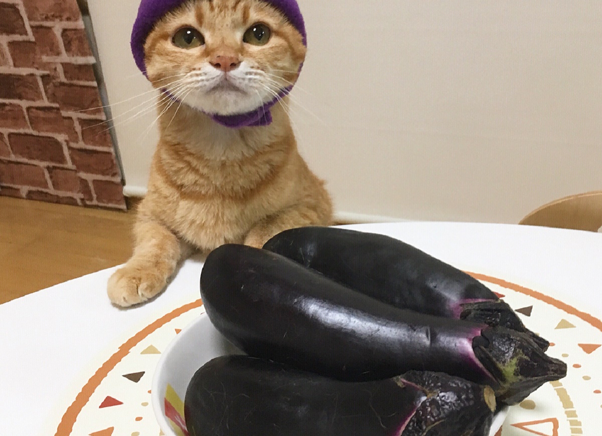 gattino con piatto di melenzane