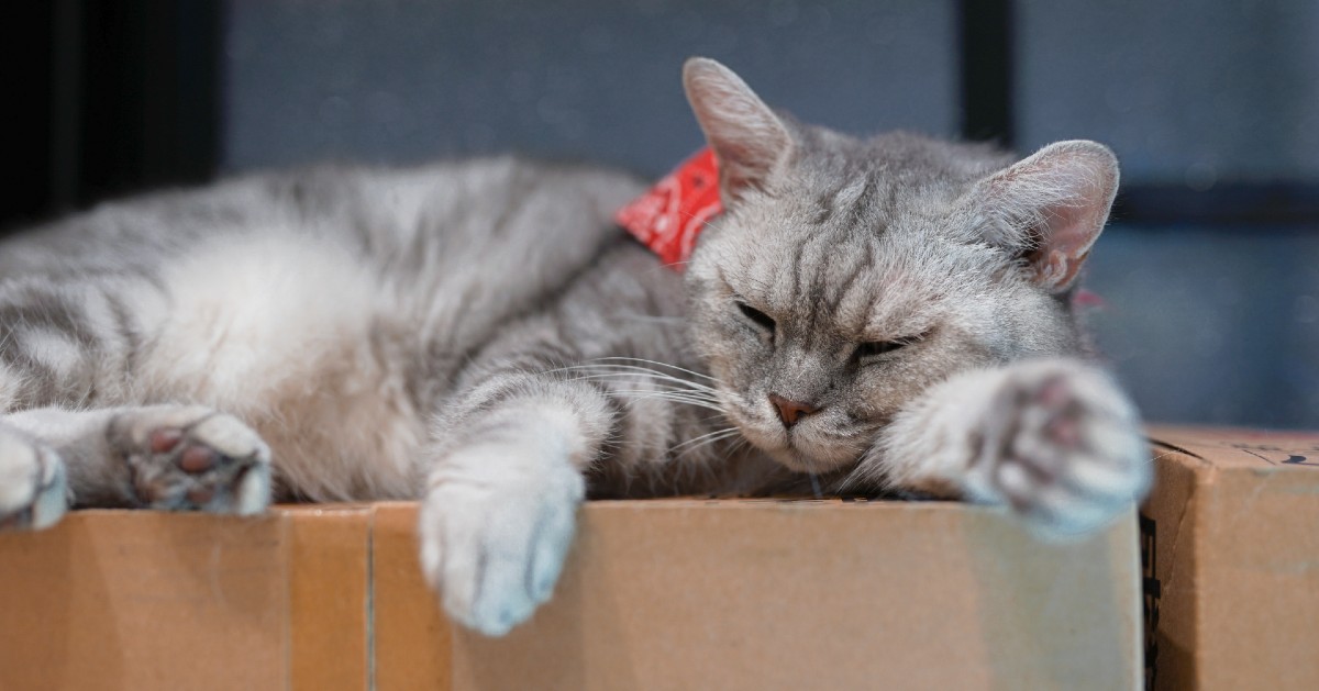 Dove dorme il gatto, nascondigli e angoli relax