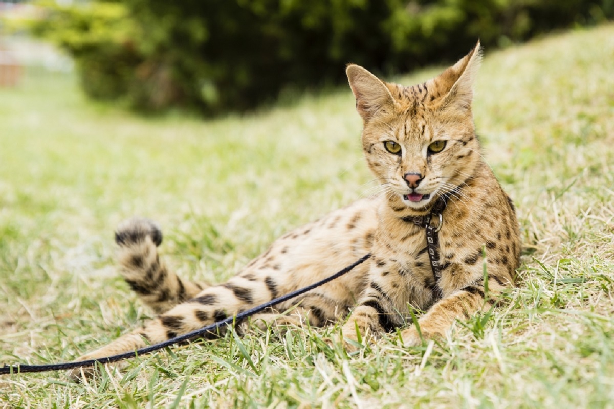 gatto savannah disteso sull'erba