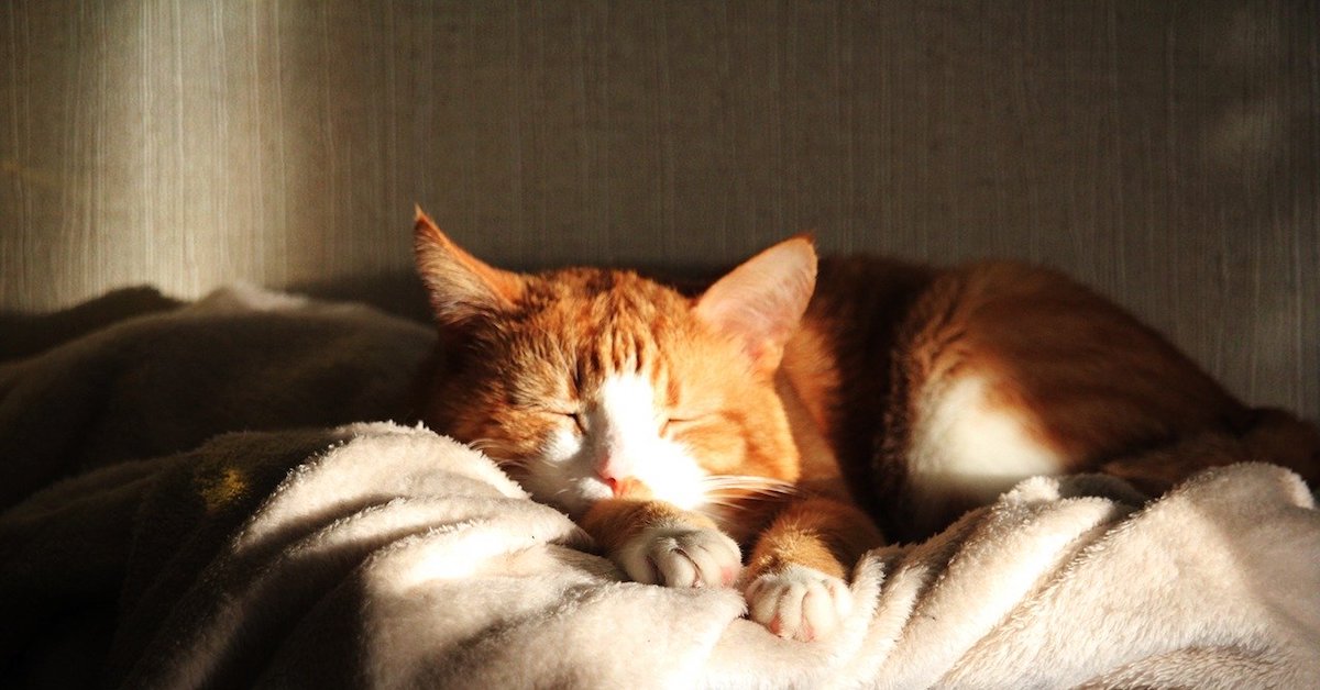 Domanda frequente: quanto dormono i gatti?
