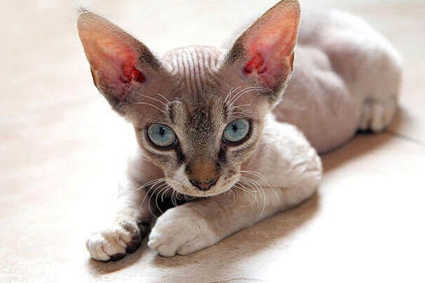 gatto devon rex