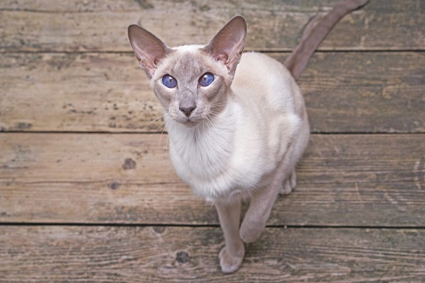 gatto siamese