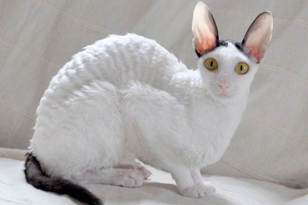 devon rex gatto