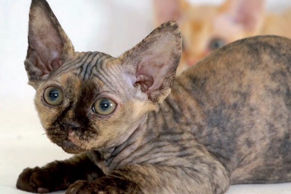 devon rex gatto