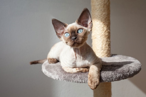 gatto devon rex su tiragraffi