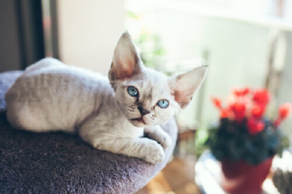 devon rex gatto 