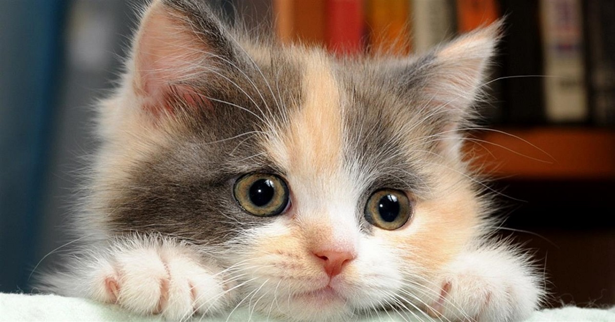 Razze di gatti che rimangono piccoli: quali sono