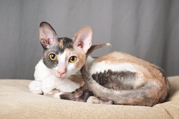 cornish rex gatto