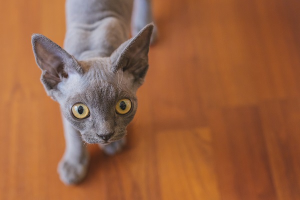 gatto devon rex grigio