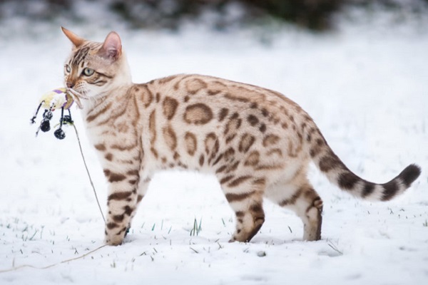 gatto del bengala 