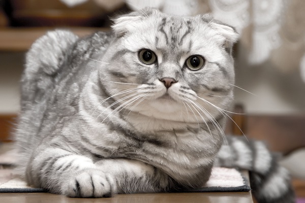 Scottish fold gatto