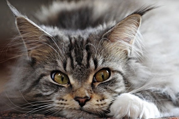 gatto maine coon