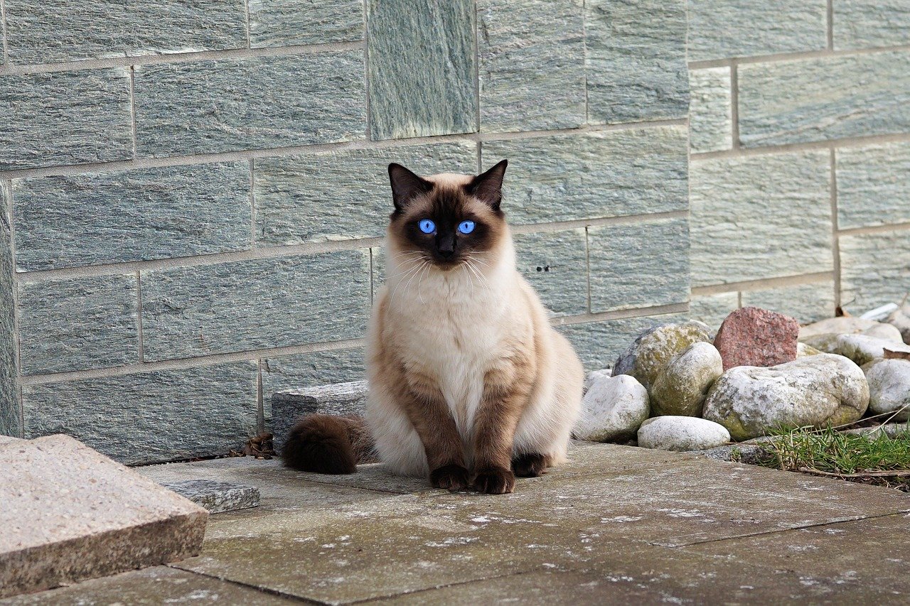 Siamese a pelo lungo: caratteristiche e foto