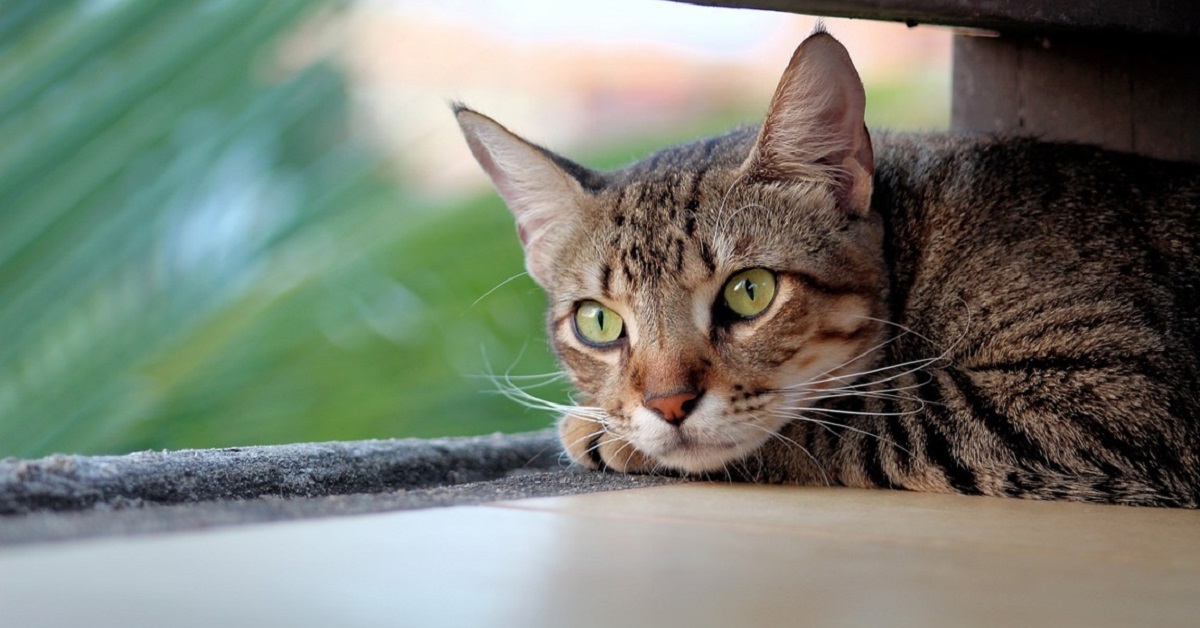 Vermifugo per gattini: tipi e posologie