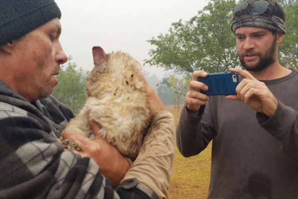 Gatto sopravvissuto ad un incendio