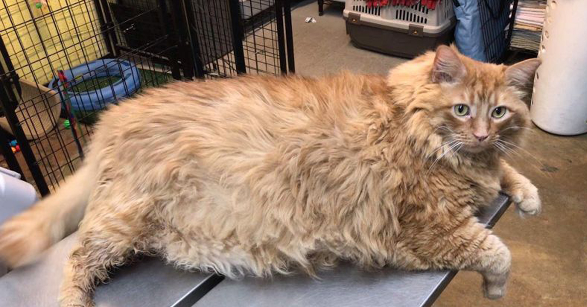 Bazooka, il gatto che è arrivato a pesare 16 Kg
