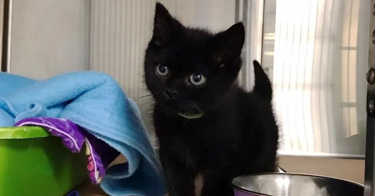 Chouk, il gattino che ha avverato il suo sogno nel giorno di Natale