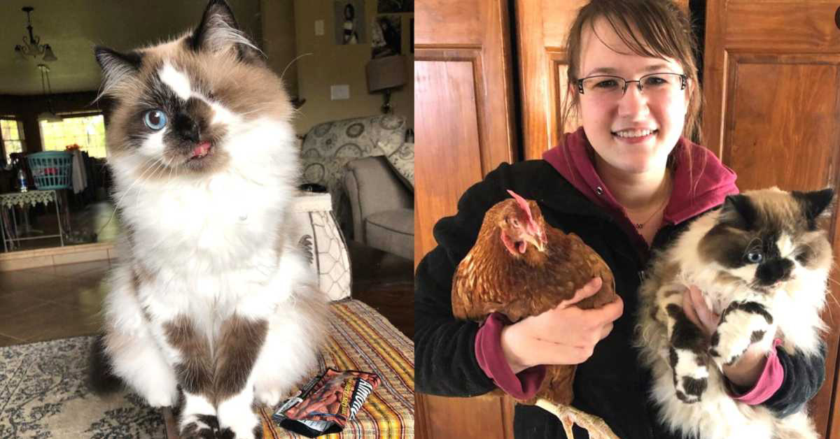 Cricket, il gatto con un solo occhio che ora è finalmente felice