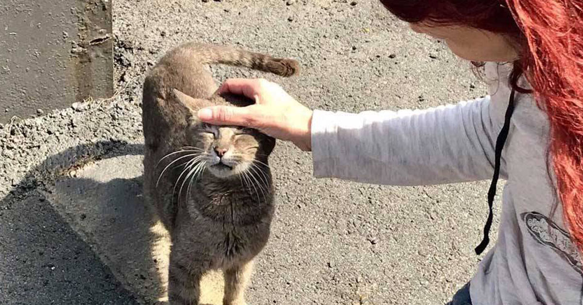 Dalancey, la gattina che dopo molte sofferenze cerca la felicità