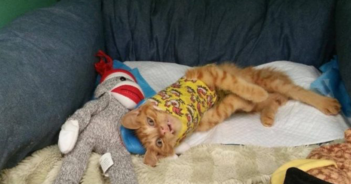 Davey, il gattino salvato in condizioni critiche che prova a essere felice