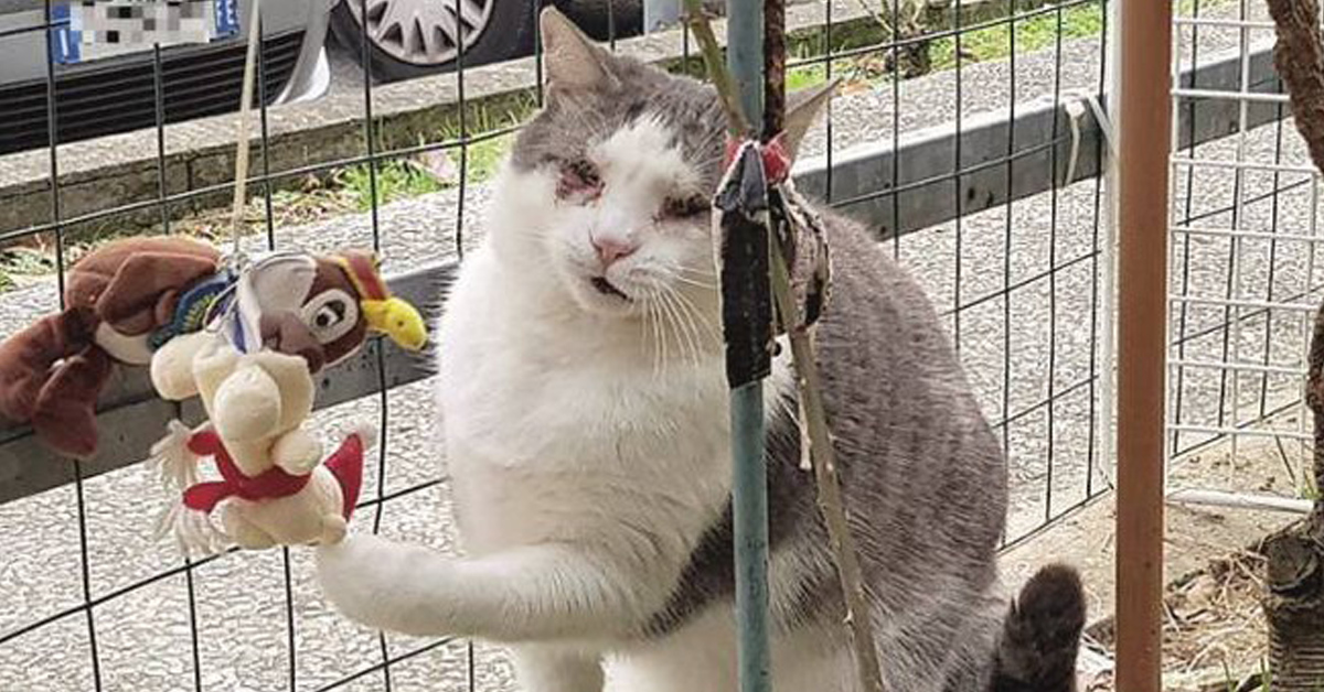 Flic, il gattino nato cieco a Forlì che ora è finalmente felice