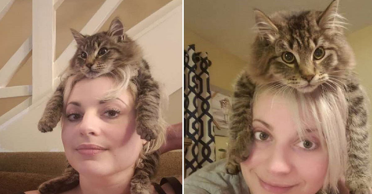 Freddy, il gatto che ama appollaiarsi sulla testa dei proprietari