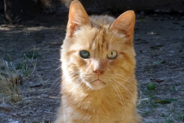 gatto rosso cieco da un occhio