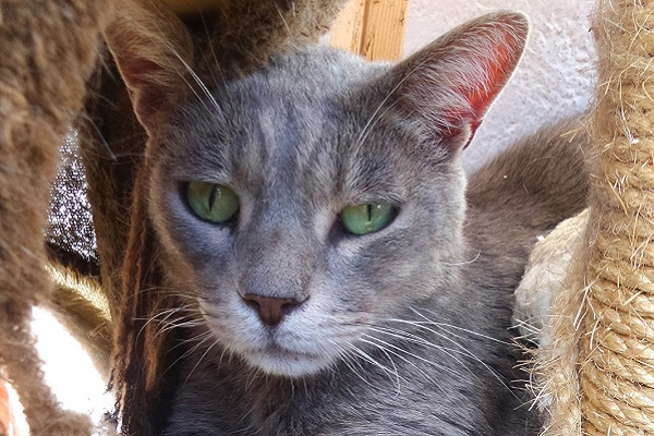 gatto grigio con occhi verdi