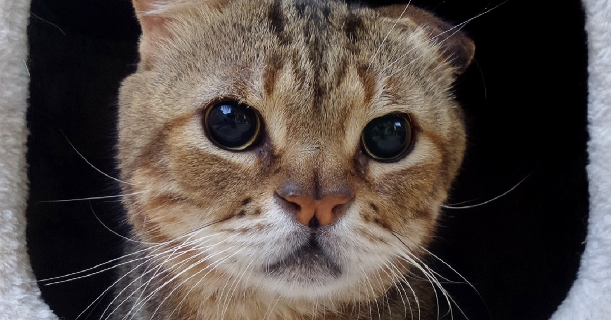 Gatti fotomodelli: a Palermo Ediga fa un calendario per raccogliere fondi